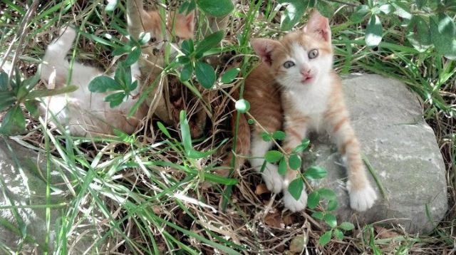 KAIYUNAPP-“足球行业创新大会聚焦青训科技最新发展”，足球青训创业计划书