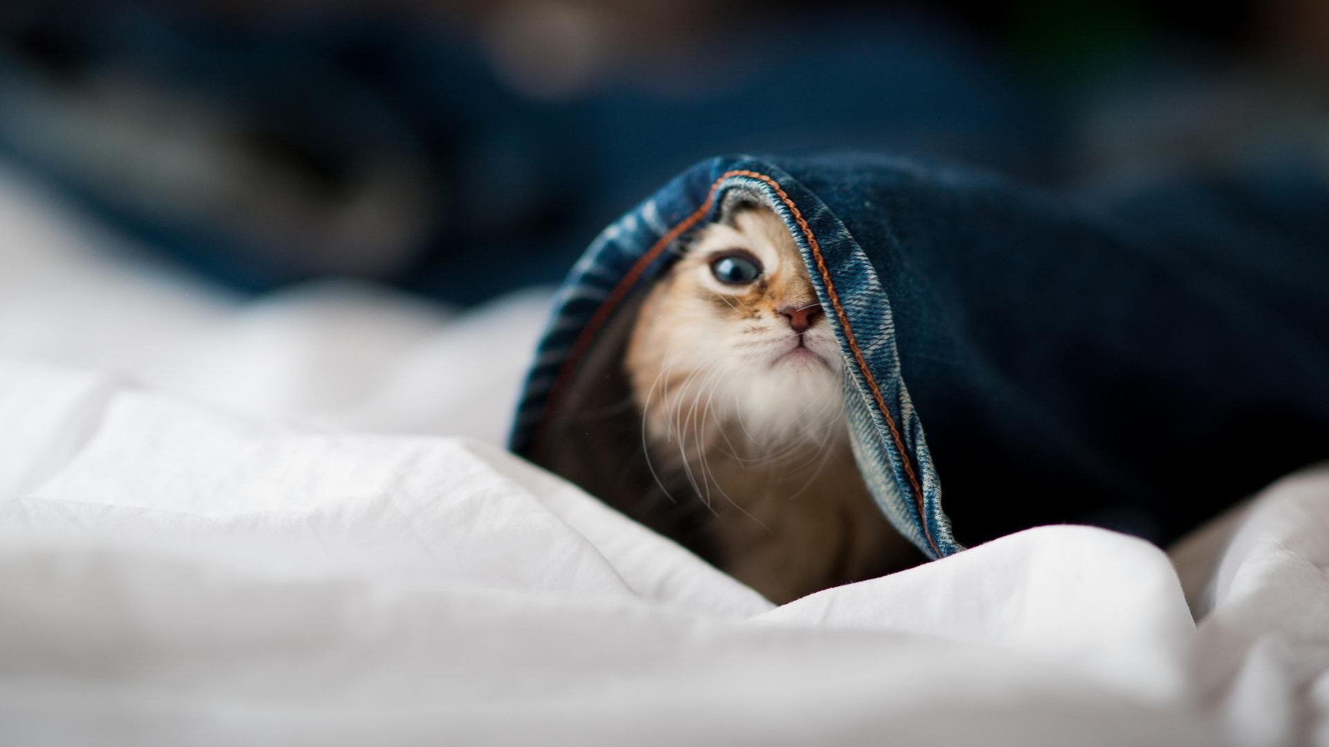 太空狼人杀“智慧之战”全球挑战赛激动开启